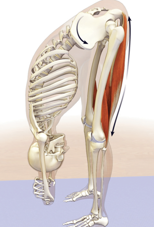tight hamstrings illustration