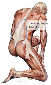 illustration of thoracolumbar fascia