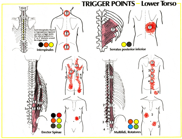 lower torso trigger points used in deep tissue massage